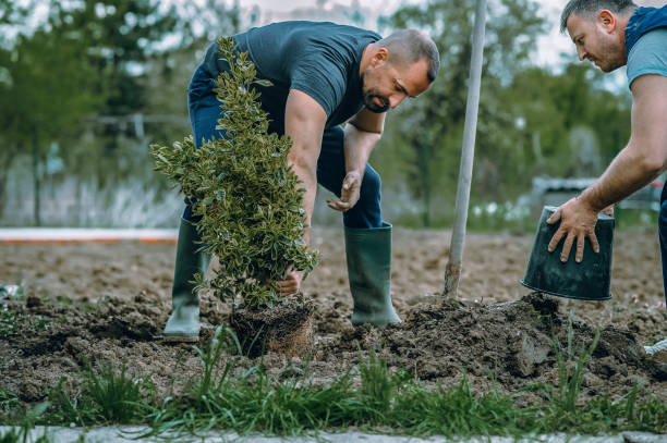 Best Professional Tree Care  in Rock Springs, NM